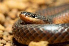 Suta nigriceps