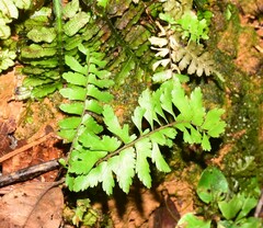 Asplenium cuspidatum