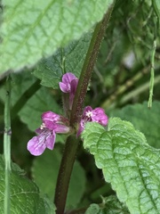 Stachys mexicana