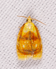 Acleris curvalana