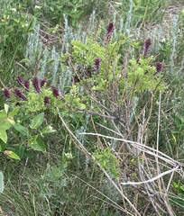 Amorpha nana