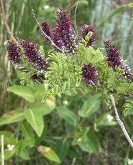 Amorpha nana