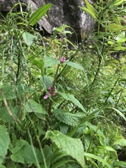 Stachys mexicana