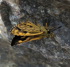 Ampittia virgata