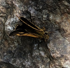 Ampittia virgata