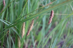 Carex paleacea
