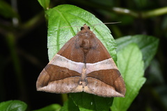 Bastilla fulvotaenia