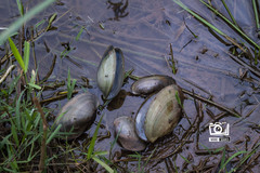 Anodontites trapesialis