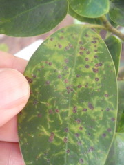 Chrysomphalus pinnulifer