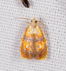 Acleris curvalana