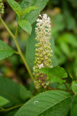 Phytolacca japonica