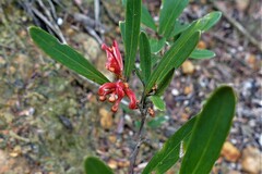 Grevillea dimorpha