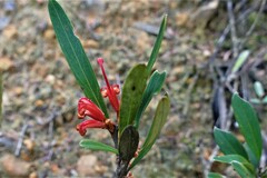 Grevillea dimorpha