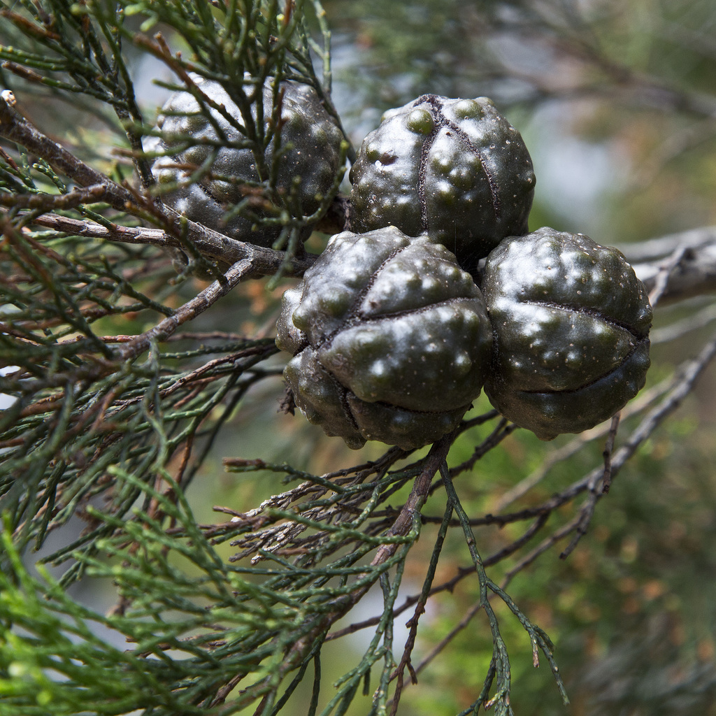 Rottnest Island Pine