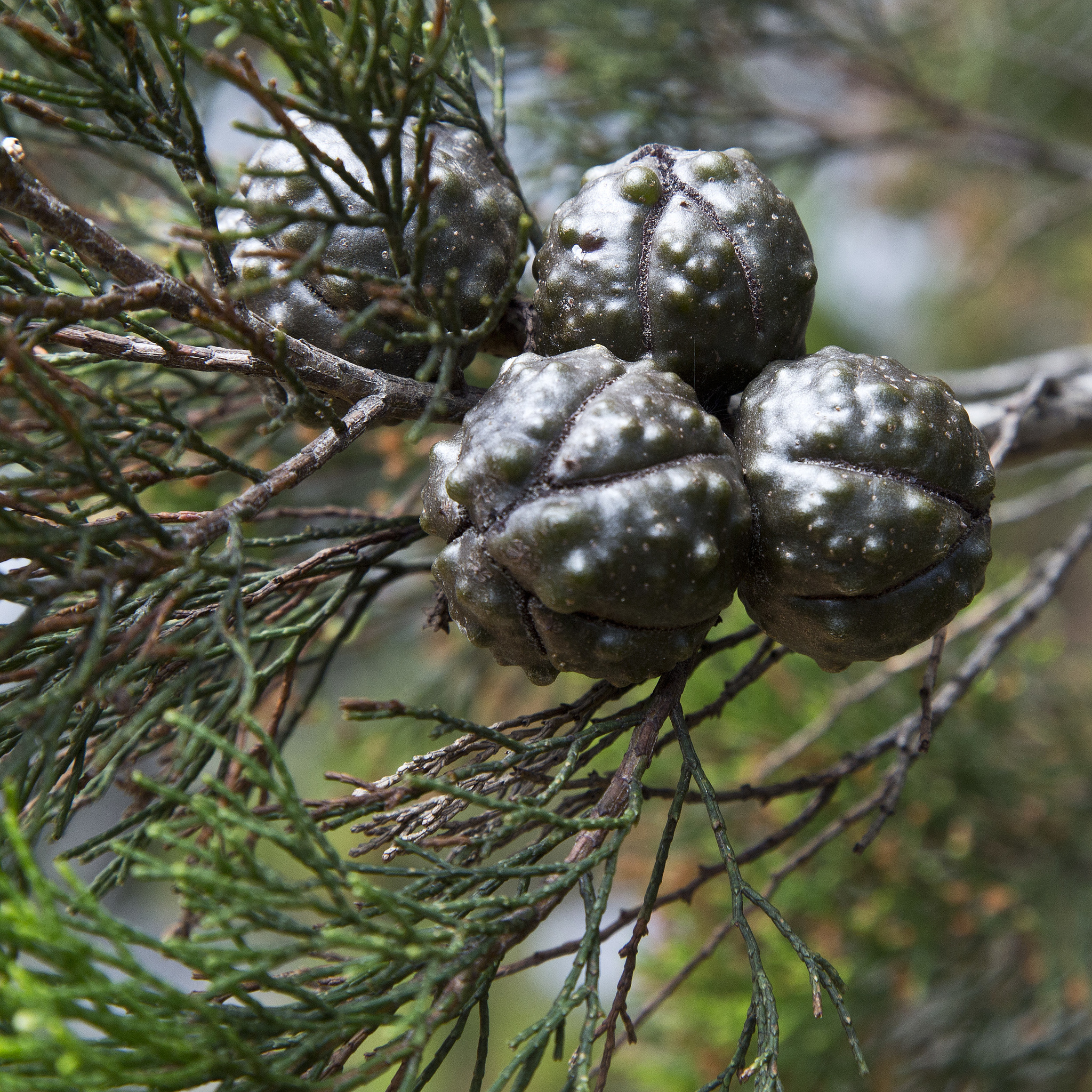 Callitris preissii