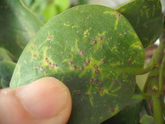 Chrysomphalus pinnulifer