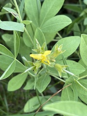 Thermopsis divaricarpa