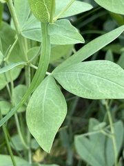Thermopsis divaricarpa