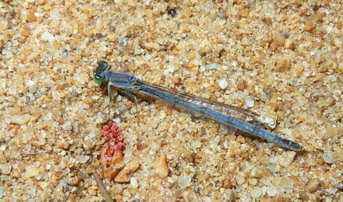 Eastern Forktail photographed in New Hampshire