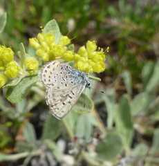 Euphilotes ancilla
