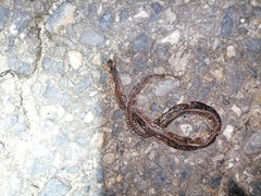 Atractus trilineatus