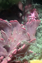 Pleurotoichus clathratus