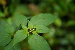 Lamprocoris lateralis
