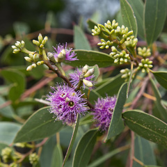 Eucalyptus albopurpurea