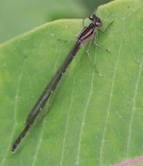 Enallagma geminatum