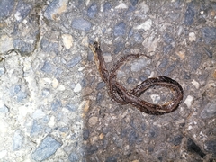 Atractus trilineatus