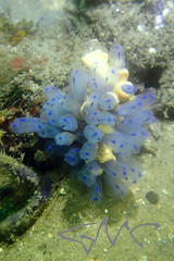 Clavelina australis