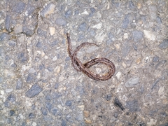 Atractus trilineatus