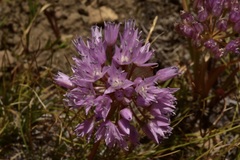 Allium lemmonii