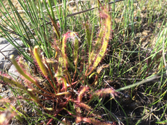 Drosera linearis