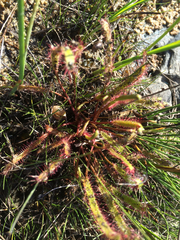 Drosera linearis