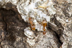 Forelius pruinosus