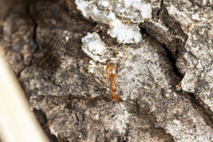 Forelius pruinosus
