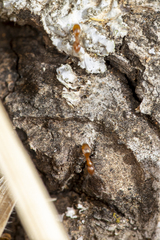 Forelius pruinosus