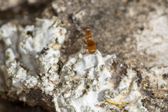 Forelius pruinosus