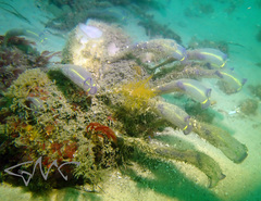 Clavelina meridionalis