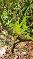 Stelis gracilis