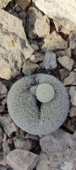 Epithelantha