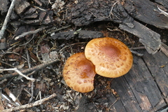 Pholiota communis