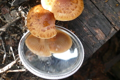Pholiota communis