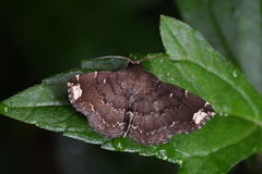 Adrapsa quadrilinealis