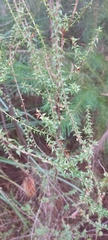 Epacris longiflora