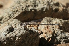 Argia munda
