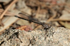 Argia munda