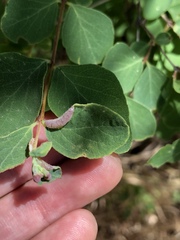 Phyllocoptes triacis