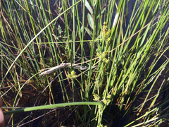 Carex viridula